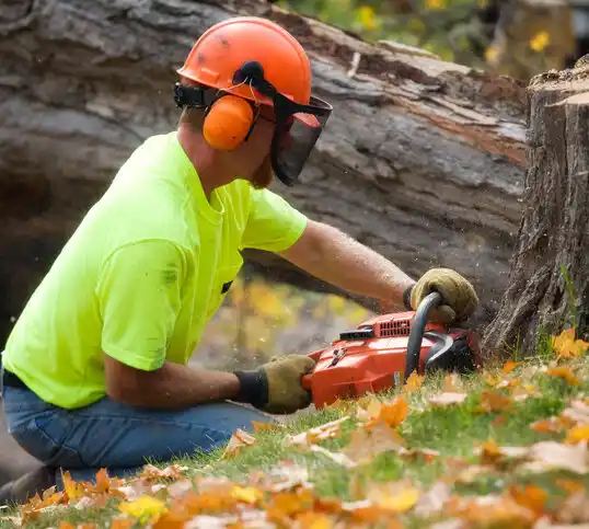 tree services Syracuse